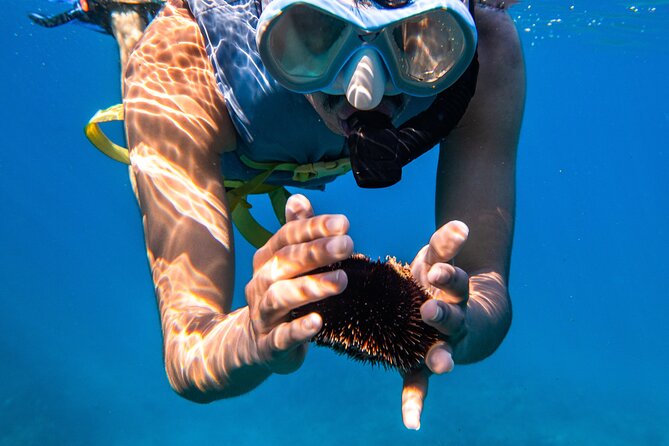 Turtle Canyon Snorkel (Semi Private Boat Tours) - The Sum Up