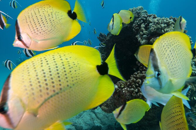 Turtle Canyon Waikiki Snorkel Adventure - Pricing and Booking