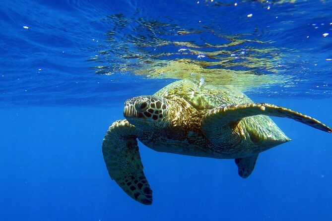 Turtle Canyon Waikiki Snorkel Adventure - Snorkel Adventure Overview