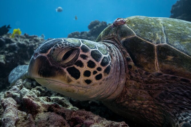 Turtle Canyon Waikiki Snorkel Adventure - Additional Information