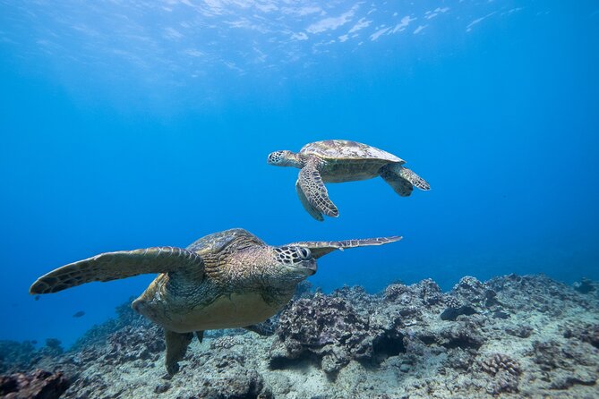 Turtle Canyon Waikiki Snorkel Adventure - Cancellation Policy