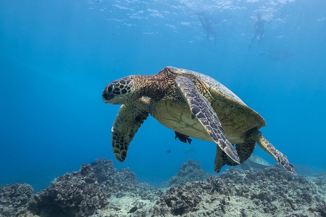 Turtle Canyon Waikiki Snorkel Adventure - Marine Life Observation