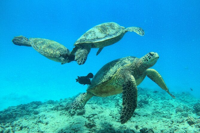 Turtle Canyon Waikiki Snorkel Adventure - Snorkel Gear and Wetsuits Included