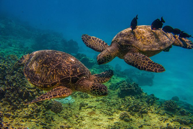Turtle Canyons Snorkel Excursion From Waikiki, Hawaii - Overview and Whats Included