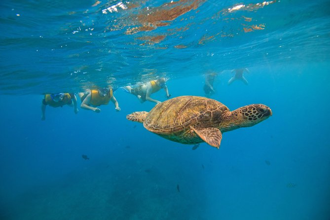 Turtle Canyons Snorkel Excursion From Waikiki, Hawaii - Additional Info