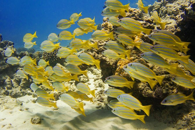 Turtle Canyons Snorkel Excursion From Waikiki, Hawaii - Common Questions