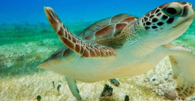 Turtle & Cenote Express (Included Transportation) - Experience Highlights