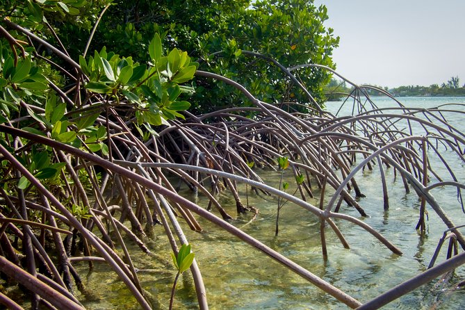 Turtle Eco Tour on Stand-Up Paddleboards or Kayaks Into the National Marine Park - Spectacular Wildlife Encounters