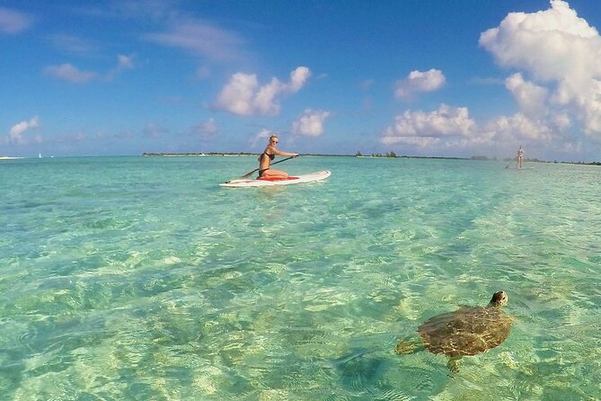 Turtle Eco Tour on Stand-Up Paddleboards or Kayaks Into the National Marine Park - Customer Reviews