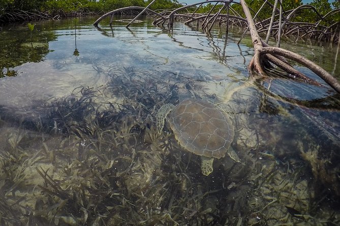 Turtle Eco Tour on Stand-Up Paddleboards or Kayaks Into the National Marine Park - Mangrove Tour