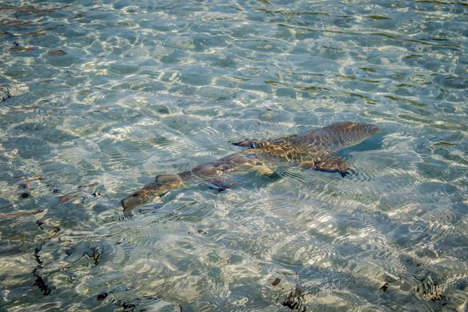 Turtle Eco Tour on Stand-Up Paddleboards or Kayaks Into the National Marine Park - The Sum Up