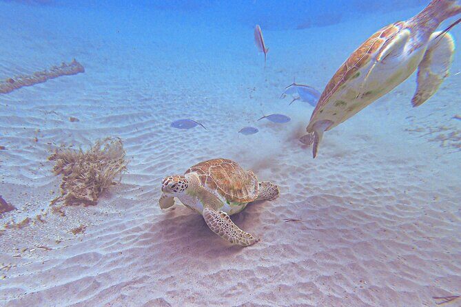 Turtle encounter, Hidden cave and Beach Tour - Discover Curacao’s Best Kept Secrets with the Turtle Encounter, Hidden Cave, and Beach Tour