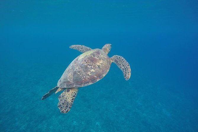 Turtle Encounter with Yumi Tours - Good To Know