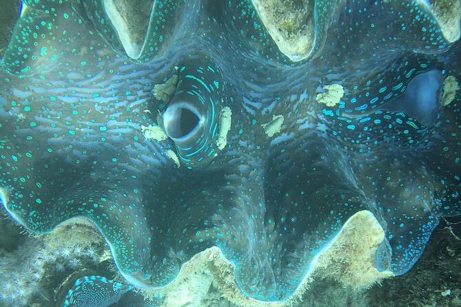 Turtle Encounter with Yumi Tours - Final Thoughts