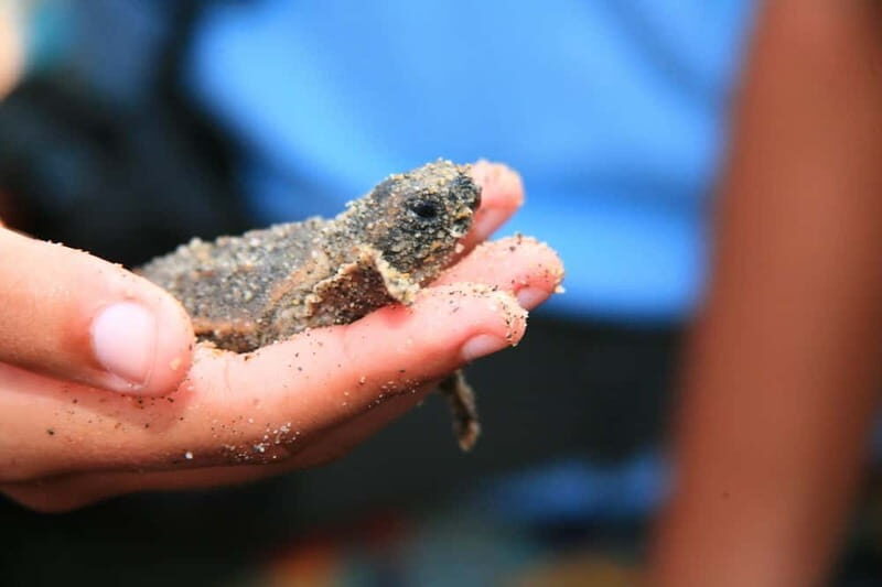 *Turtle Hatching + 3 Palos Lagoon Boat Ride & Crocs Farm - A Deep Dive into the Tour Experience  