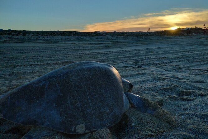 Turtle Night Patrol a Conservation Adventure in Los Cabos - An In-Depth Look at the Turtle Night Patrol Experience