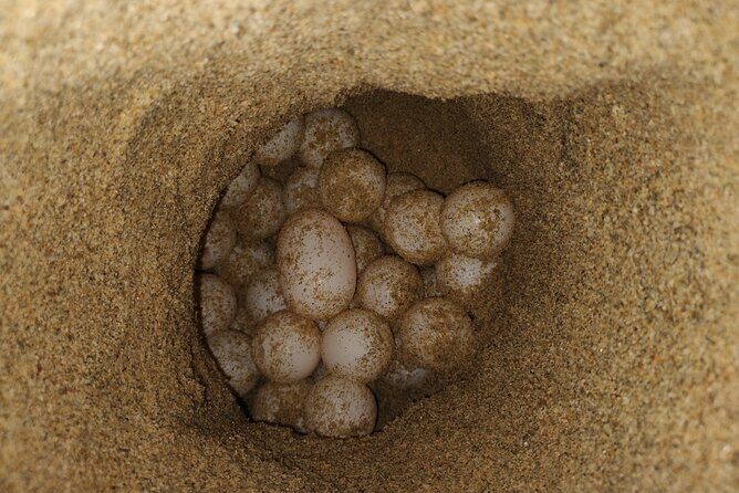 Turtle Night Patrol a Conservation Adventure in Los Cabos - Why This Tour Is a Great Choice for Certain Travelers