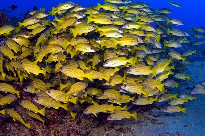 Turtle Reef Kayak Tour of Makena, Maui - Tour Overview