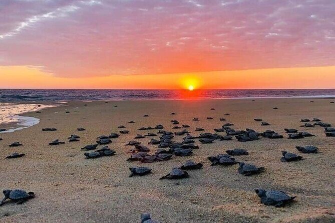 Turtle Release and Bioluminescence - Good To Know