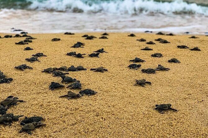 Turtle Release at Escobilla Beach - An In-Depth Look at the Turtle Release Experience