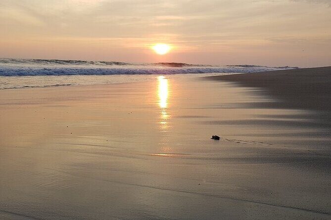 Turtle Release at Escobilla Beach - FAQ