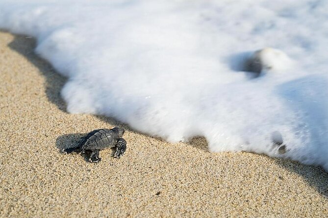 Turtle Release Playa Blanca - Questions and Customer Support
