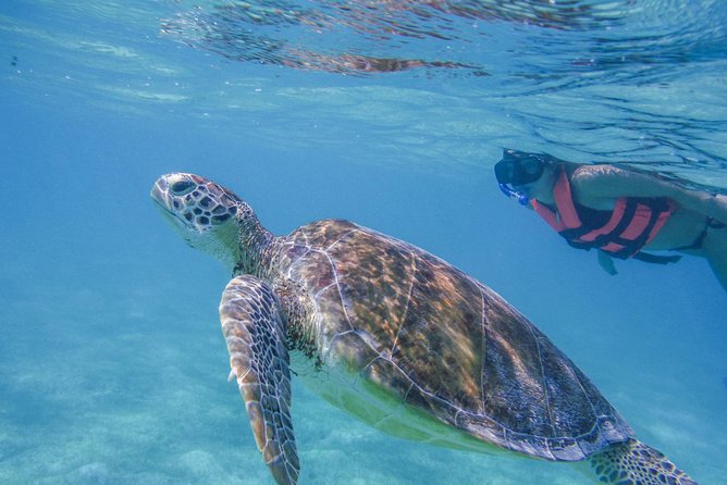 Turtle Snorkeling Adventure From Cancun - Tour Details