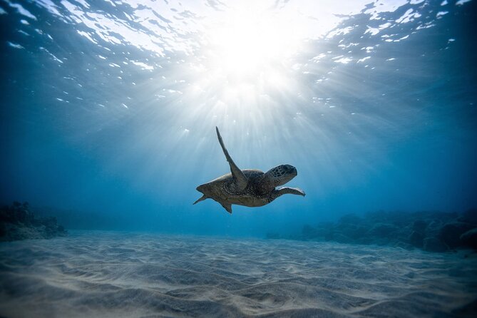 Turtle Snorkeling Adventure in Waikiki (Boat Tour) - Tour Details and Itinerary