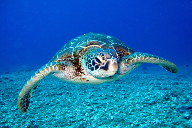 Turtle Snorkeling Adventure in Waikiki (Boat Tour) - Additional Information and Policies