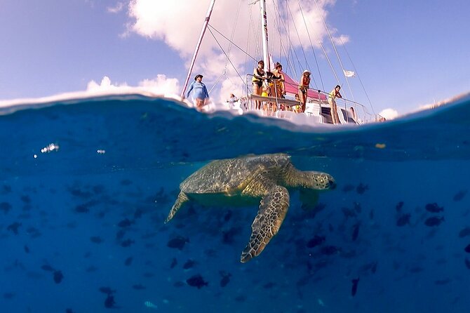 Turtle Snorkeling Adventure in Waikiki (Boat Tour) - Traveler Photos and Reviews