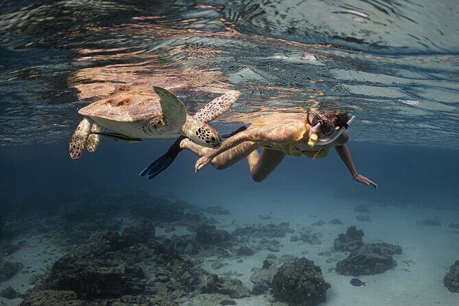 Turtle Snorkeling Aruba: Private Tour with Video - The Itinerary: What to Expect on Your Aruba Turtle Snorkeling Tour