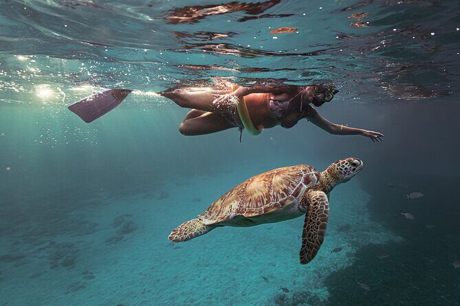 Turtle Snorkeling Aruba: Private Tour with Video - Final Thoughts