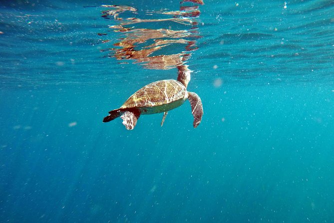 Turtle Snorkeling by Adrenailha - Activity Details