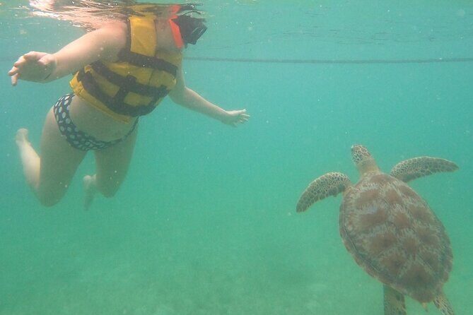 Turtle Snorkeling in Akumal - Good To Know  