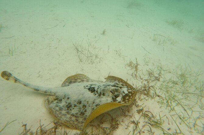 Turtle Snorkeling in Akumal - Final Thoughts  
