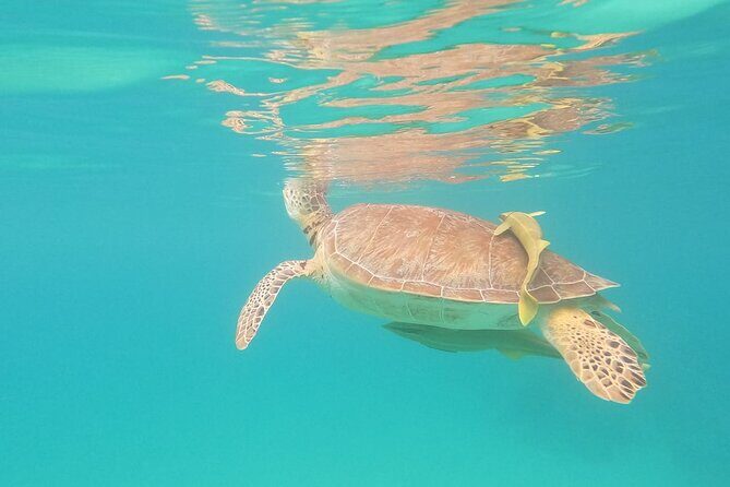 Turtle Snorkeling in Akumal - FAQ  
