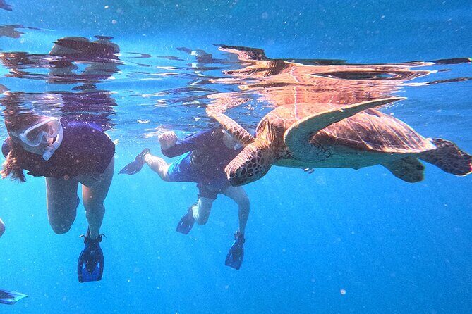 Turtle Snorkeling in Ishigaki - Fluent English! Small Group! - Why Choose This Turtle Snorkeling Tour?