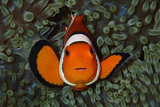 Turtle Snorkeling in Ishigaki - Fluent English! Small Group! - Practical Details and Tips