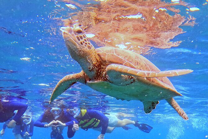 Turtle Snorkeling in Ishigaki - Fluent English! Small Group! - The Sum Up: Is This Tour Worth It?