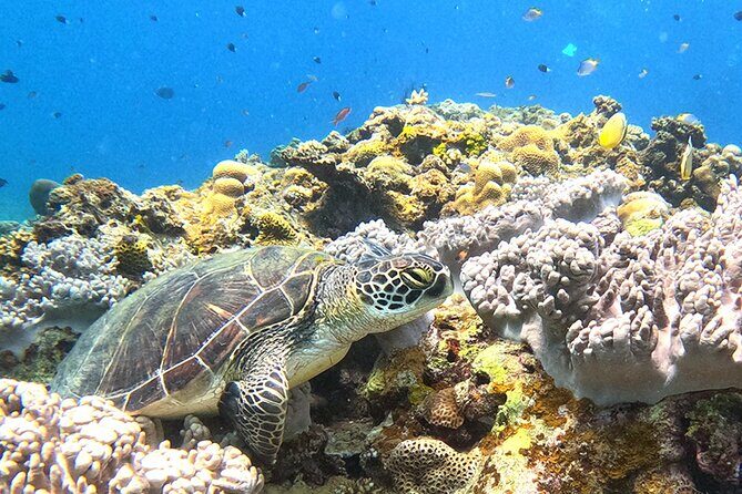 Turtle Snorkeling in Ishigaki - Fluent English! Small Group! - Good To Know