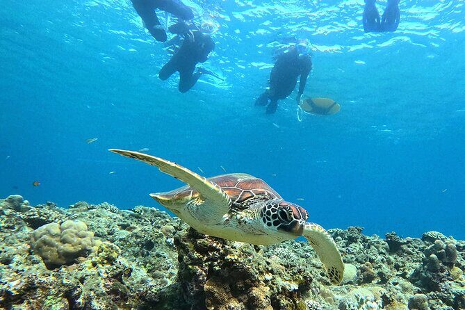 Turtle Snorkeling in Ishigaki - Fluent English! Small Group! - The Sum Up: Is This Tour Right for You?