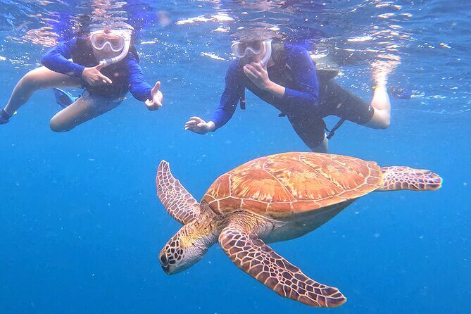 Turtle Snorkeling in Ishigaki - Fluent English! Small Group! - FAQ