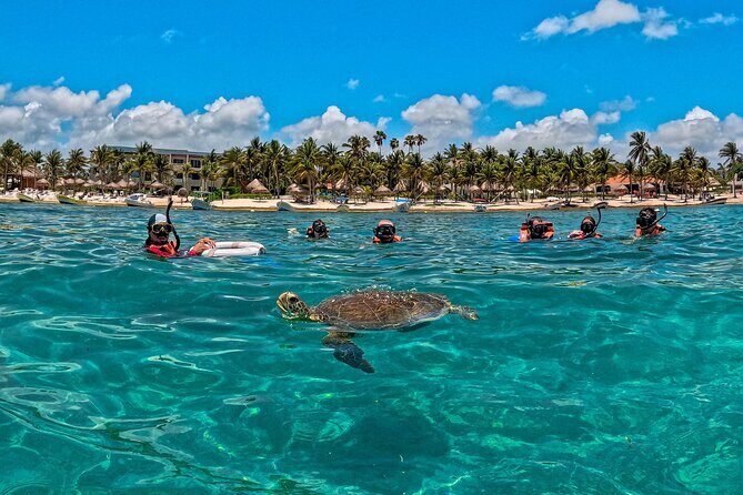 Turtle Snorkeling Jungle Adventure + Zipline and Rappel in Cenote - Authentic Experiences and Insider Tips