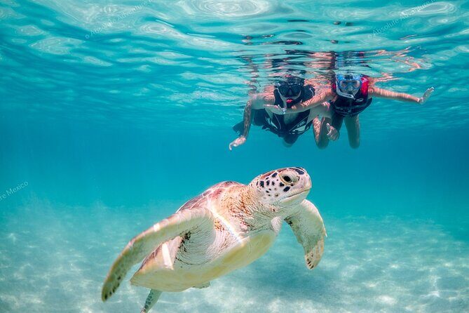Turtle Snorkeling Private Tour Sea Turtles & Cenote in Tulum - Good To Know