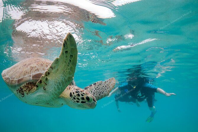 Turtle Snorkeling Private Tour Sea Turtles & Cenote in Tulum - Why This Tour Stands Out