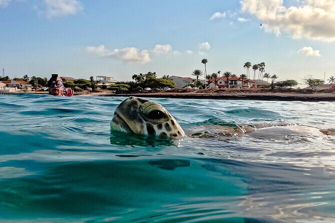 Turtle Snorkeling Tour in Tres Trapi, Aruba - Introduction