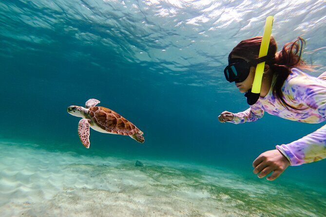 Turtle Snorkeling Tour in Tres Trapi, Aruba - What You Can Expect from the Tour