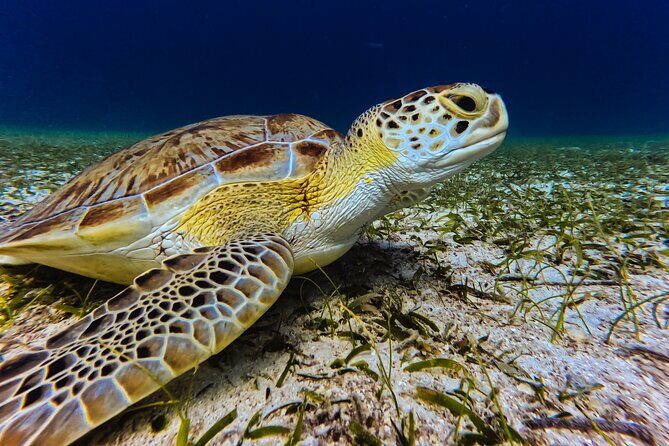 Turtle Snorkeling Tour in Tres Trapi, Aruba - Why This Tour Stands Out