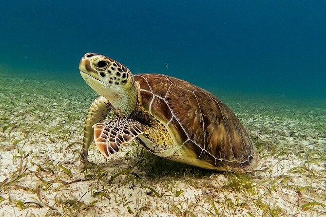 Turtle Snorkeling Tour in Tres Trapi, Aruba - Practical Tips for Booking and Enjoying