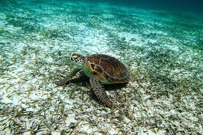 Turtle Snorkeling Tour in Tres Trapi, Aruba - Frequently Asked Questions